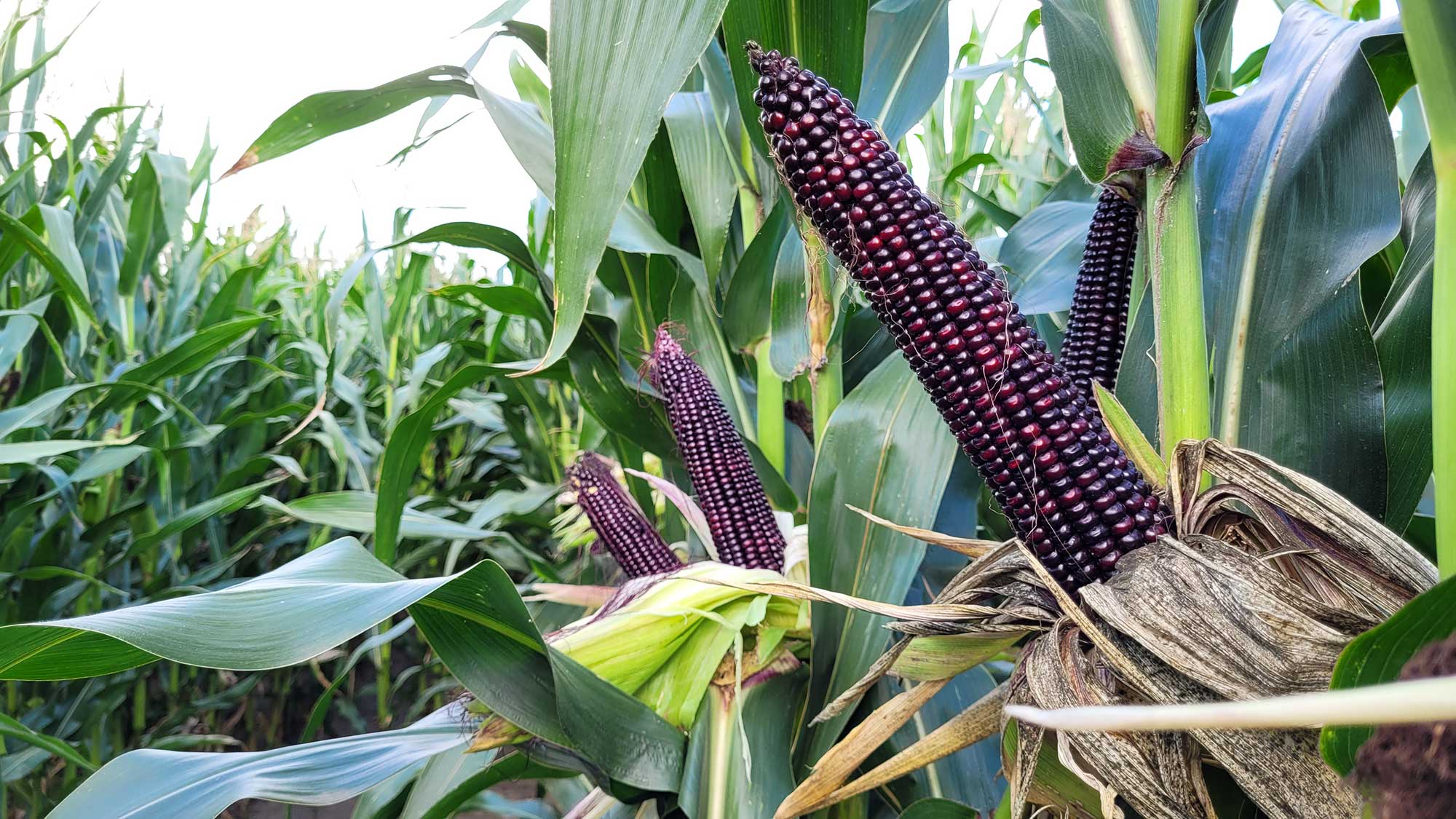 kukurydza_najnowsze trendy w uprawie