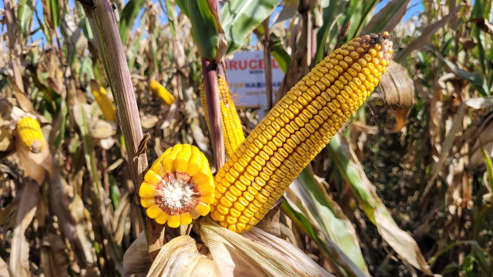 kukurydza_najnowsze trendy w uprawie