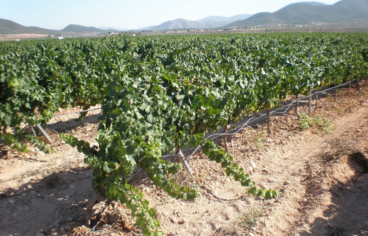 Gewurztraminer – jak smakuje