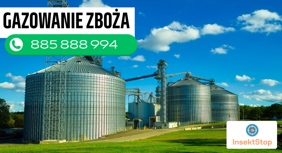 gazowanie zboża