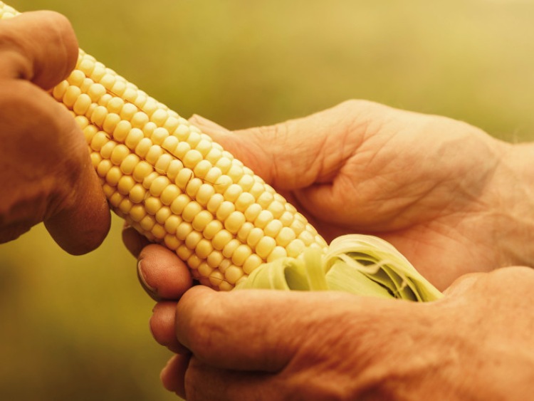 Kukurydza – jaką odmianę wybrać?