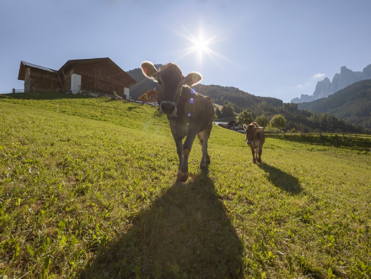 Polacy coraz chętniej wybierają wypoczynek w gospodarstwach agroturystycznych… we Włoszech
