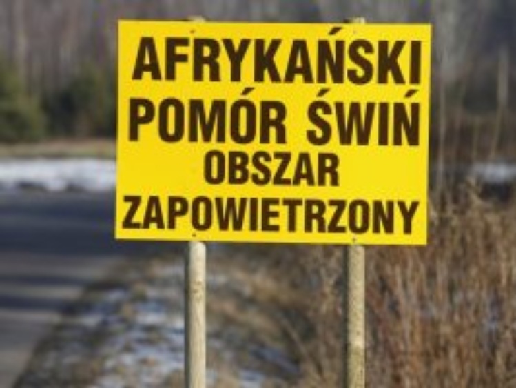 EFSA:kampania o afrykańskim pomorze świń przedłużona o trzeci rok