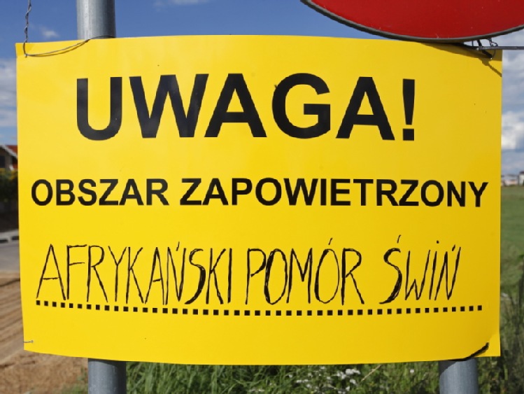 Ardanowski: zapanowaliśmy nad afrykańskim pomorem świń w Polsce