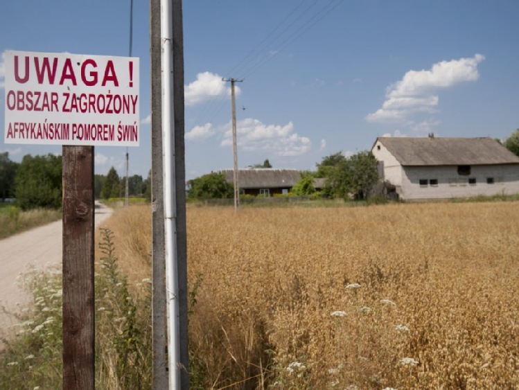 Podlaskie: pierwsze zarzuty w śledztwie dot. rozprzestrzeniania się ASF