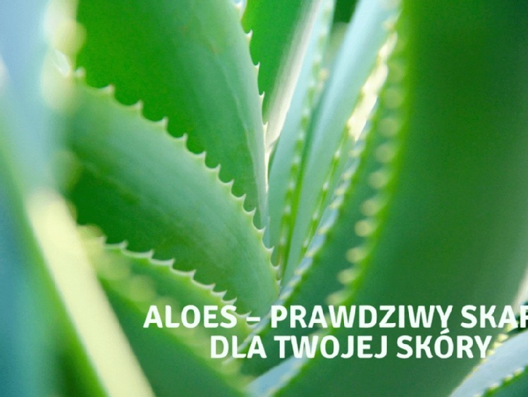 Aloes – prawdziwy skarb dla Twojej skóry