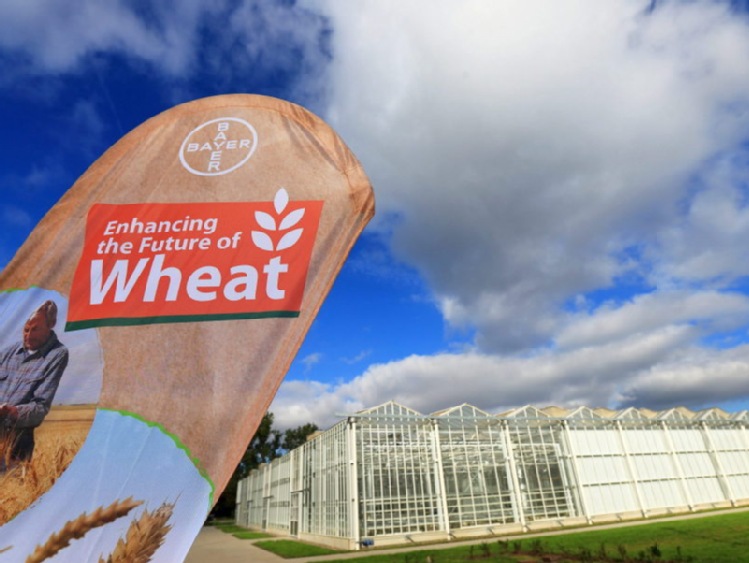 Bayer: nie będziemy wprowadzać upraw GMO do Europy