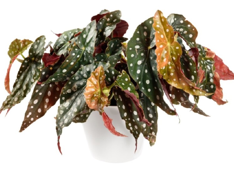 Begonia maculata – niezwykła i niewymagająca roślina doniczkowa