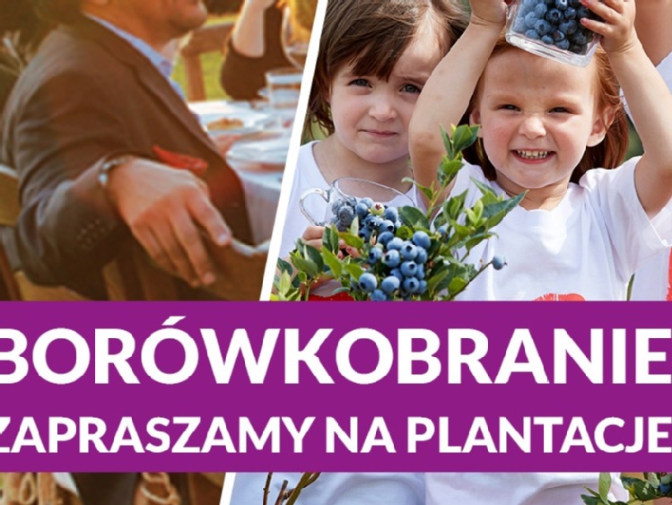 Uwaga plantatorzy: Borówkobranie!