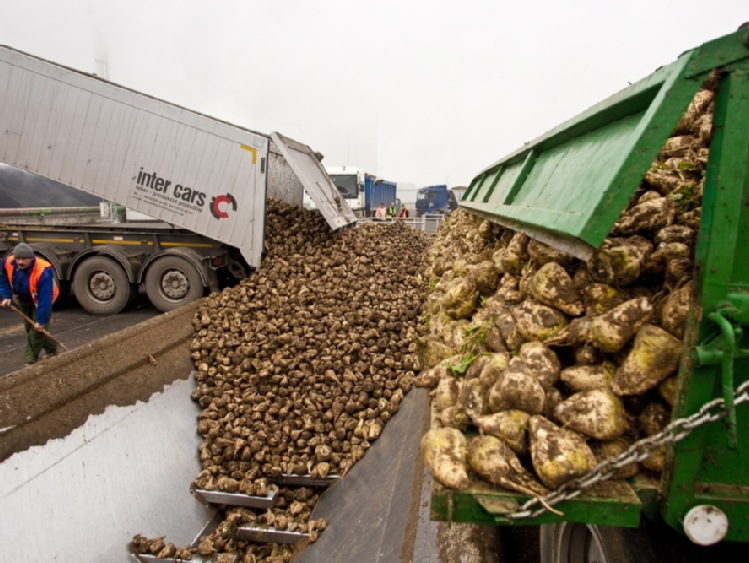 IERiGŻ: w tej kampanii może być wyprodukowane 2,1-2,3 mln ton cukru