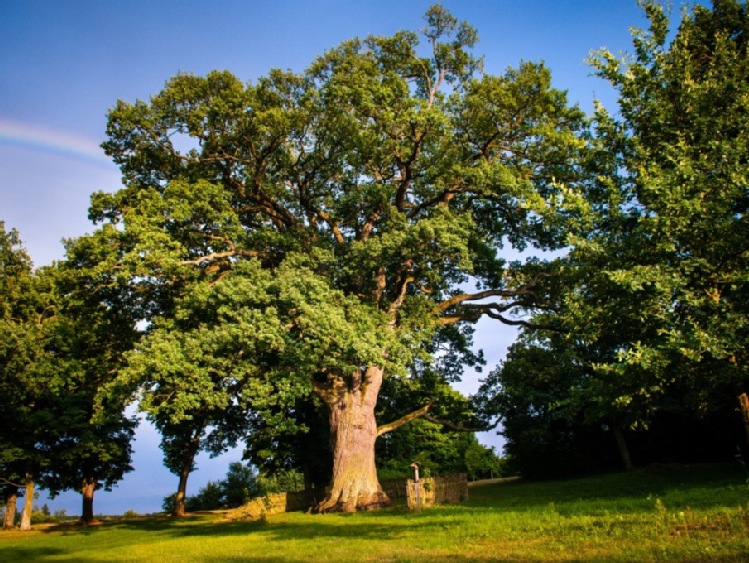 Dąb Bolko w czołówce europejskich drzew