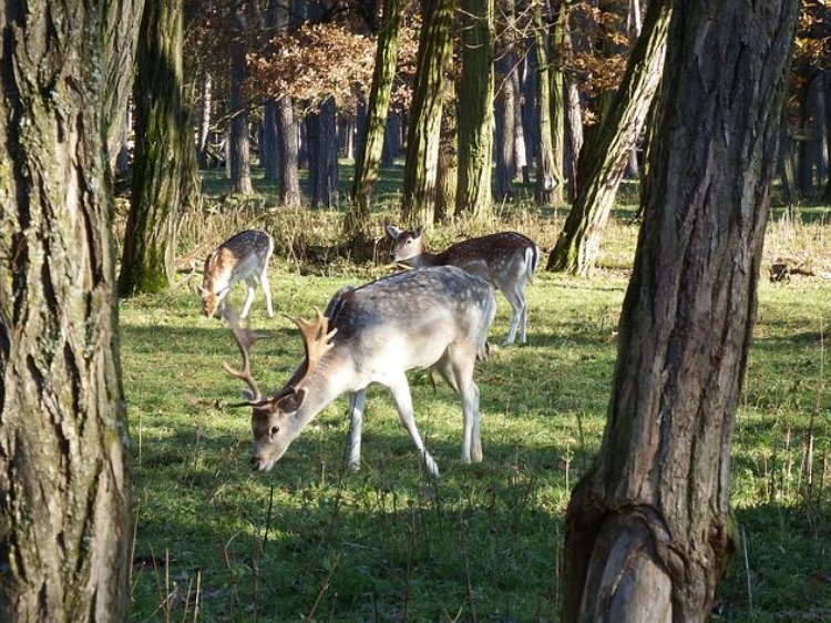 Kalisz/15 danieli wypuszczono na wolność do brzezińskich lasów