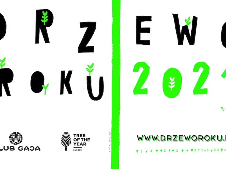 Trwa głosowanie na Drzewo Roku 2021