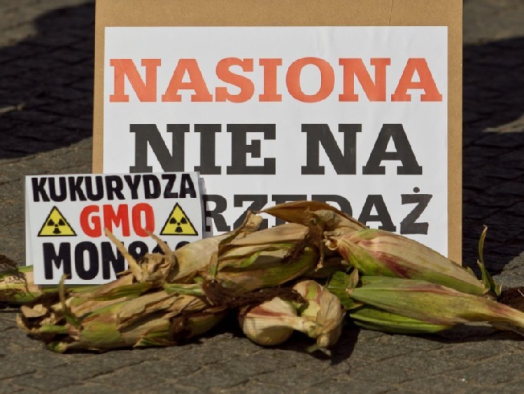 Wchodzi w życie ustawa, która umożliwia wprowadzenie zakazu sprzedaży nasion GMO