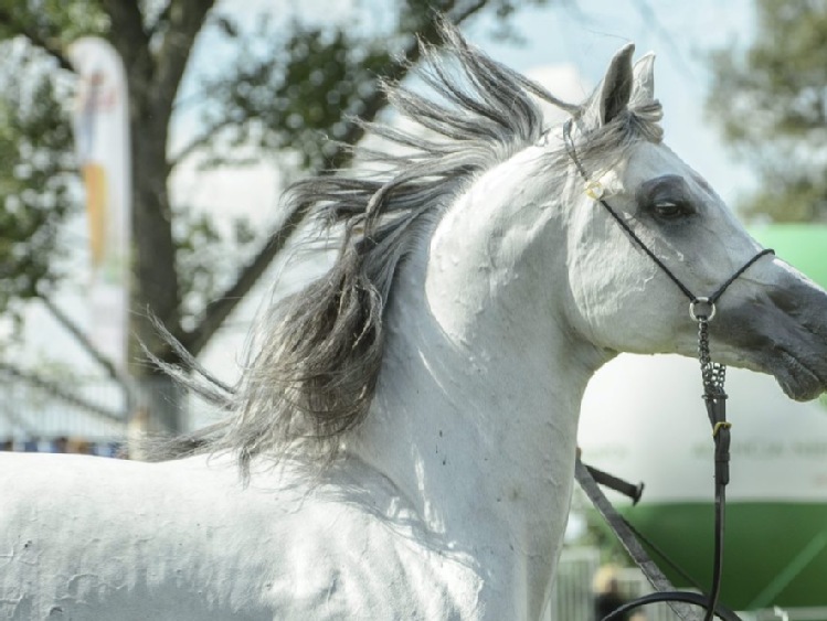 PZHKA: zmiany w stadninach godzą w podstawy hodowli koni arabskich