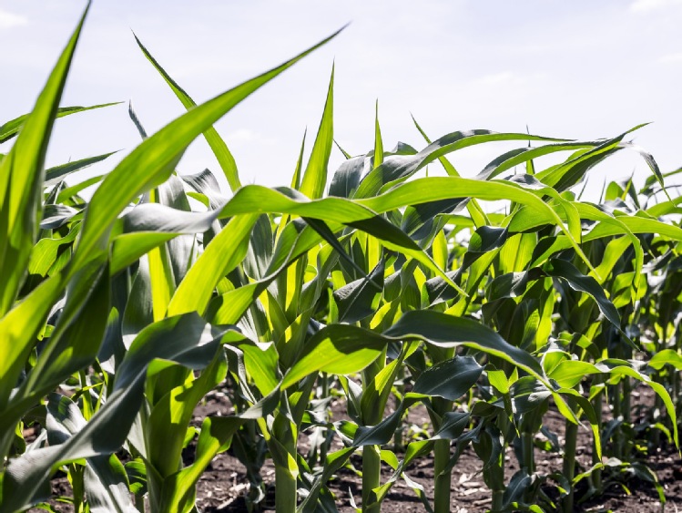 Kondycja plantacji kukurydzy na początku lata 2021
