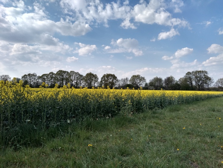 Biopaliwa z surowców rolnych mają do odegrania istotną rolę w realizacji nie tylko celów nowej dyrektywy RED2, ale i całej strategii Europejskiego Zielonego Ładu