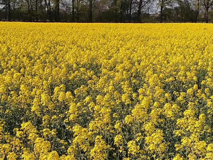 Bayer: Partnerstwo dla sukcesu w uprawie rzepaku – innowacyjne odmiany Dekalb