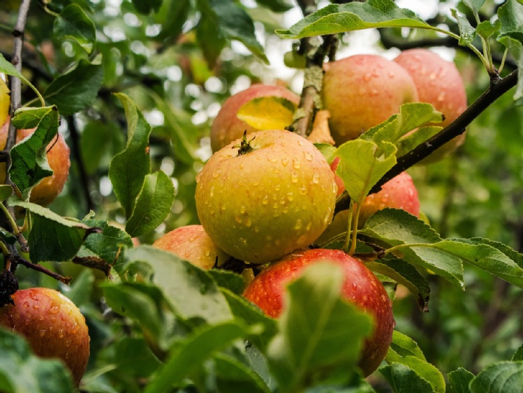 Prognoza dla zbiorów owoców na 2021 – czy kapryśna wiosna zagraża uprawom w krajach UE?