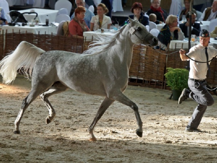 Spadek sprzedaży koni arabskich spowodowany głównie dekoniunkturą