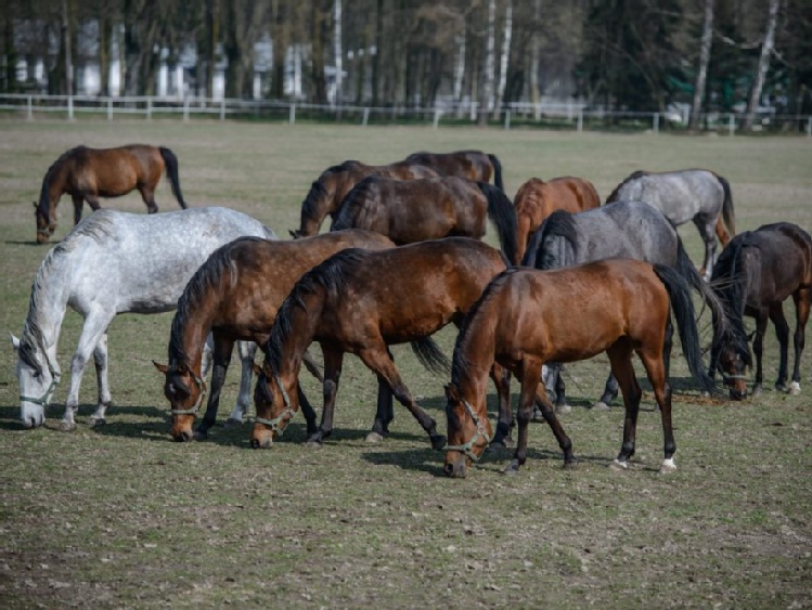 MRiRW: aukcja i pokaz koni arabskich odbędą się w 2019 r w Janowie Podlaskim
