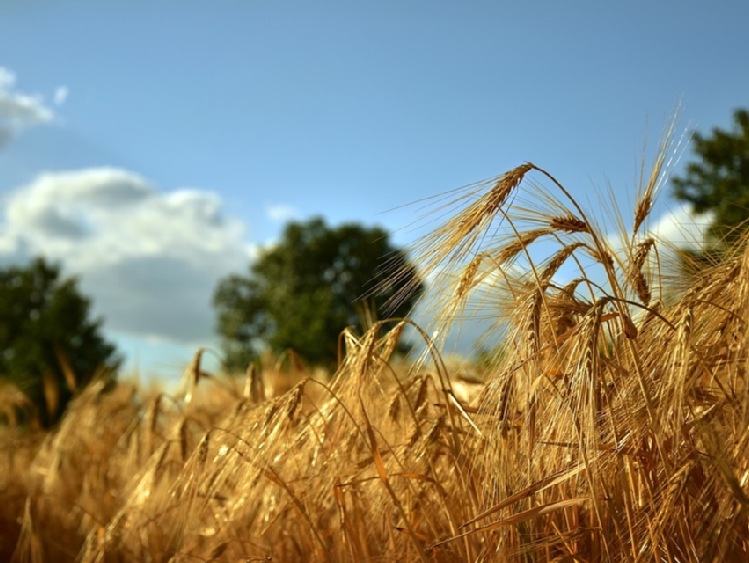 Agro eksperci Concordii wspierają rolników