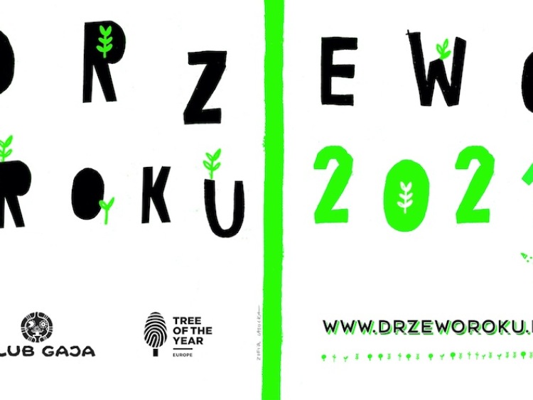 16 niezwykłych drzew w konkursie Drzewo Roku 2021