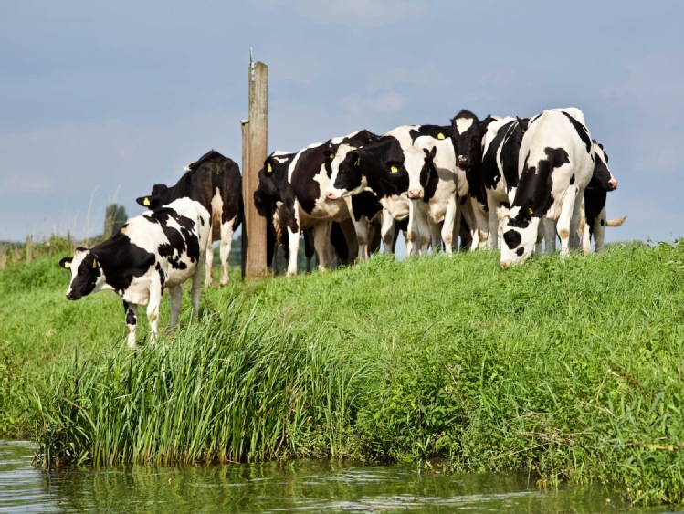 Podlasie stolicą produktów mlecznych