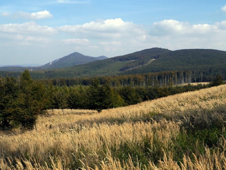 Podkarpackie/ Niedźwiedź w lasach Nadleśnictwa Dynów