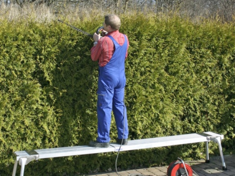 Sierpień w ogrodzie – czas na cięcie!