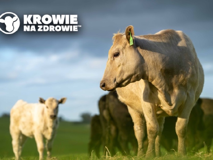 Co słychać w gospodarstwach pokazowych Krowie na Zdrowie?