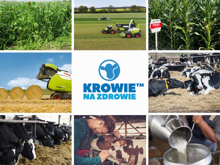 Ponad 1000 hodowców bydła mlecznego w programie „Krowie na Zdrowie”