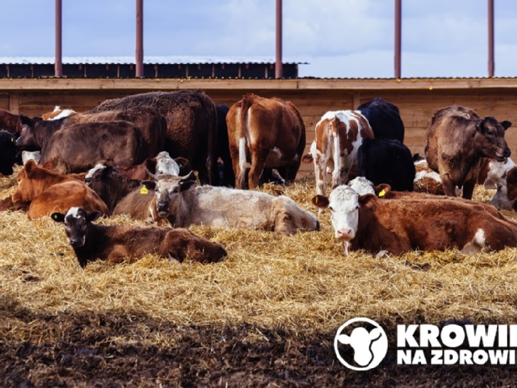 Dobrostan krów a zysk z produkcji mleka