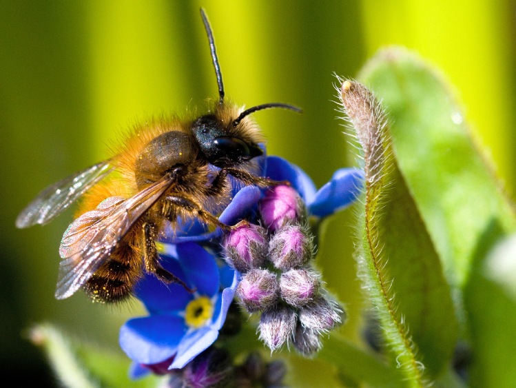 Rusza program „Z Kujawskim pomagamy pszczołom”