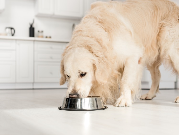 Najlepsze karmy, witaminy i suplementy oraz artykuły higieniczne dla psów
