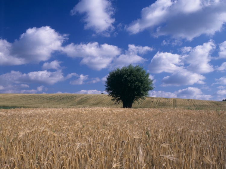 MRiRW: tegoroczne zbiory zbóż mogą wynieść ponad 30 mln ton