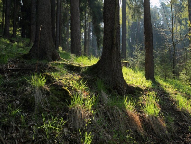 Instytut Badawczy Leśnictwa ostrzega przed zagrożeniem pożarowym w lasach