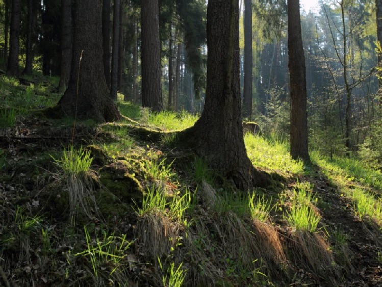 Wielkopolskie/Sceny z życia dzikich zwierząt w Antoninie - dzięki fotopułapkom