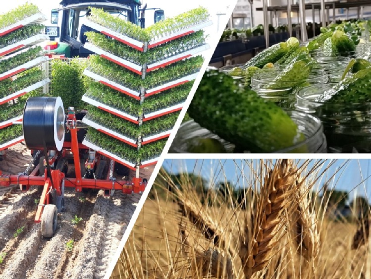 Maspex rozwija projekty wspierające  zrównoważone rolnictwo