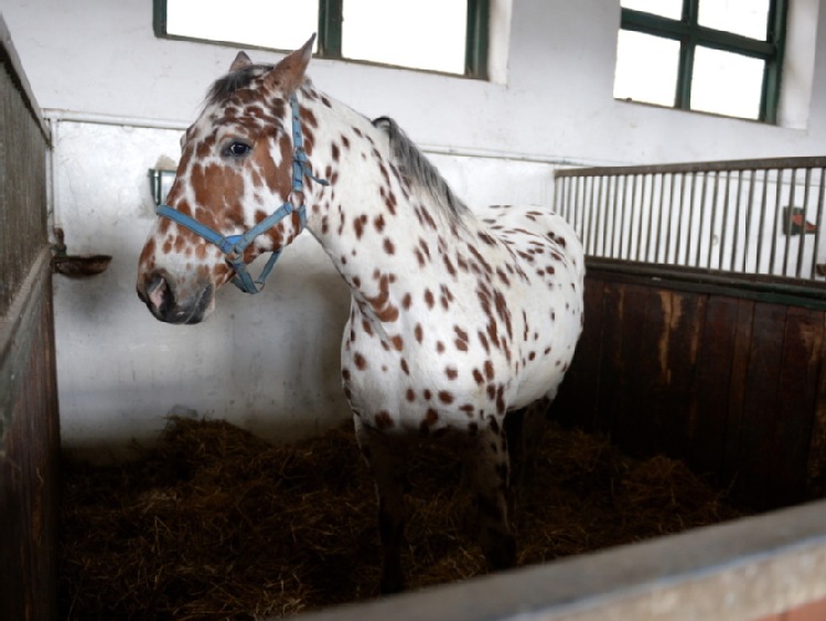 Aukcja koni w Michałowicach
