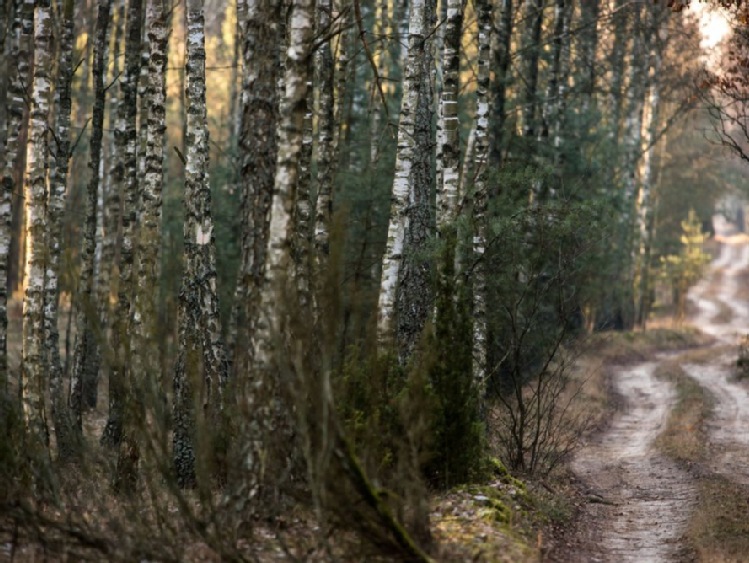 COP24/ Leśne Gospodarstwa Węglowe w ciągu 30 lat pochłoną dodatkowe milion ton CO2