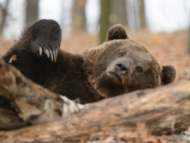 Bieszczady/ Śródleśne sady zatrzymują niedźwiedzie w lesie
