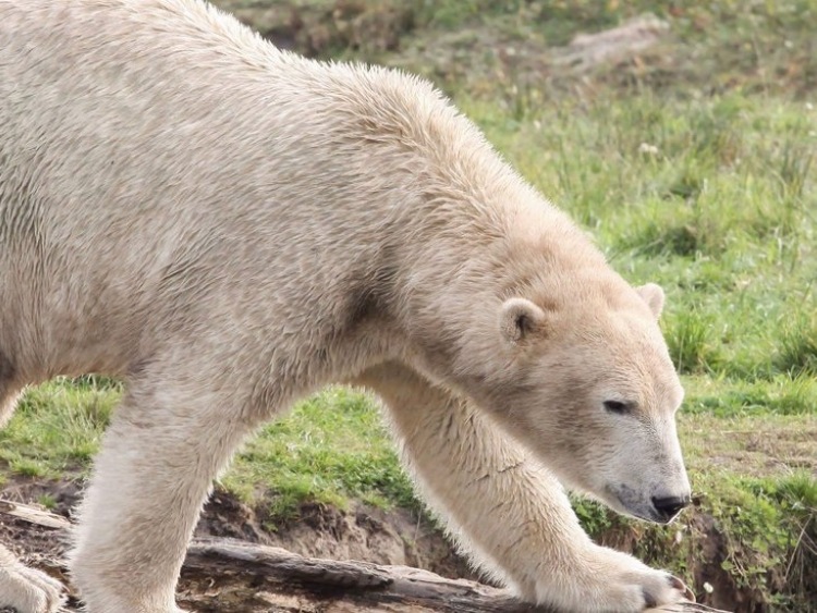 SOS dla klimatu, SOS dla niedźwiedzia polarnego