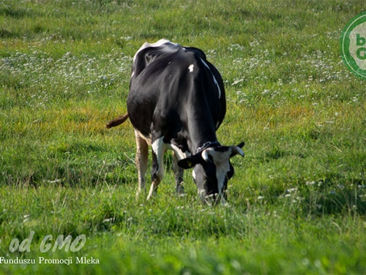 Do GMO warto podchodzić ostrożnie