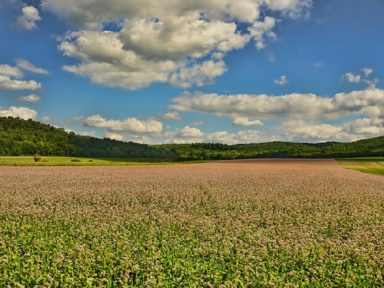 Nawet 500 tys. zł na "Inwestycje w gospodarstwach położonych na obszarach Natura 2000"