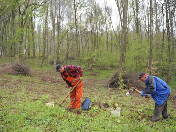 W lasach Podkarpacia posadzono już ponad 11 mln młodych drzewek