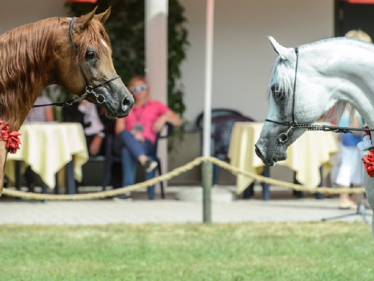 25 koni arabskich na tegoroczną Pride of Poland