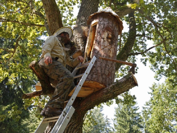 Przybywa leśnych pszczół w barciach w pn-wsch Polsce