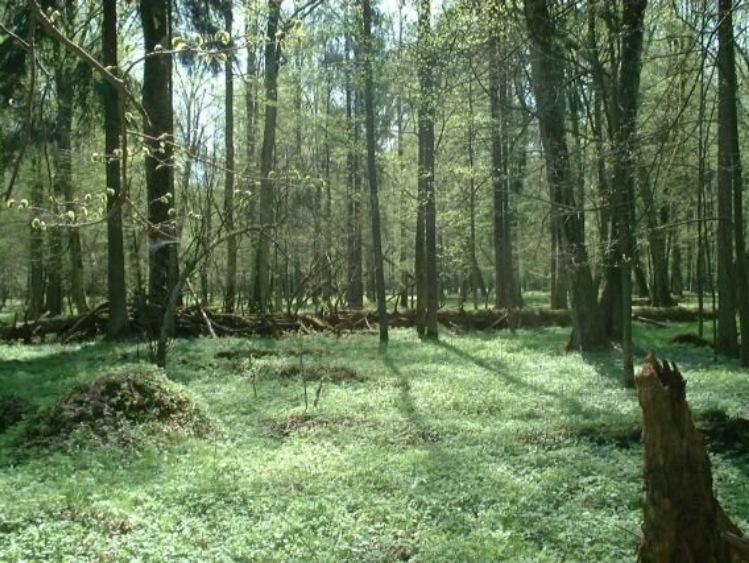 Środowa decyzja UNESCO to jednoznaczna niezgoda na dalszą eksploatację Puszczy Białowieskiej