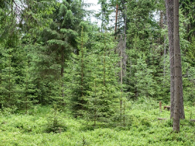 Puszcza Białowieska/ ekolodzy chcą, by specjaliści ocenili wycinkę drzew